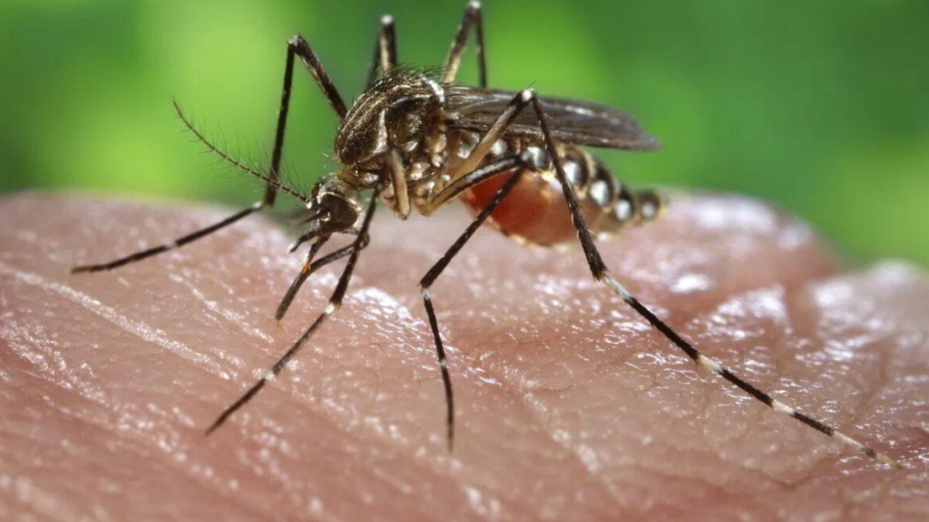 fumigación
contra-el-dengue
san-pedro