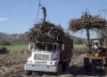 productores-de-azúcar-mercado-cañero-aranceles-azúcar-crisis-agrícola-precios-azúcar