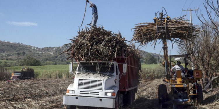 productores-de-azúcar-mercado-cañero-aranceles-azúcar-crisis-agrícola-precios-azúcar