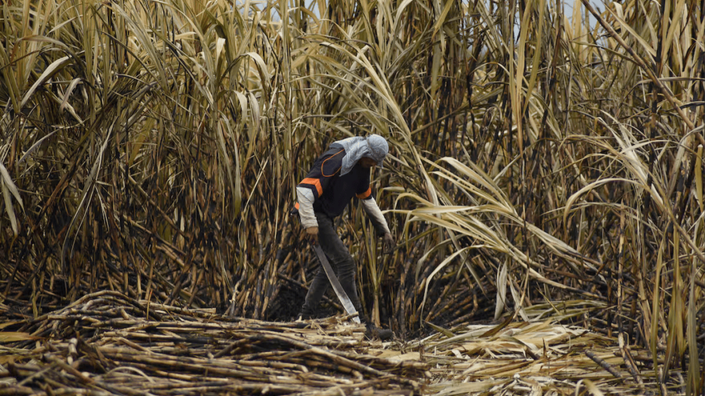 productores-de-azúcar-mercado-cañero-aranceles-azúcar-crisis-agrícola-precios-azúcar